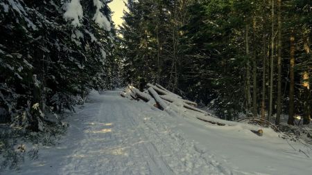 Dans la forêt.