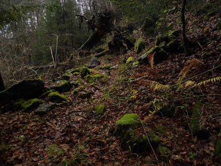 Retour en forêt