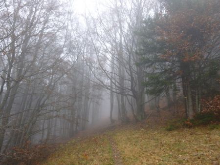 Montée dans les bois