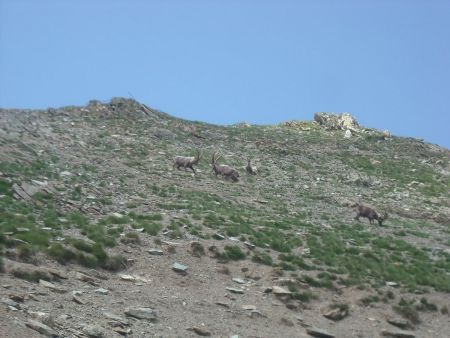 Bouquetins s’affrontant dans les pentes de la Roche du Saboulé