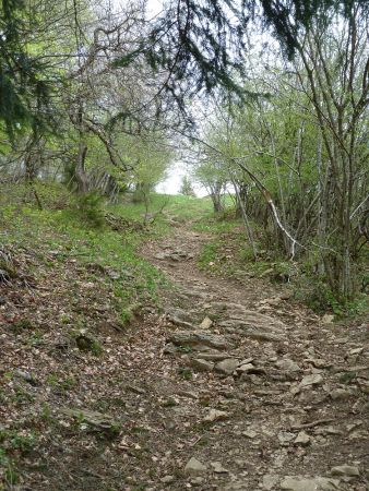 Dans la forêt avant d’arriver aux Grands Prés