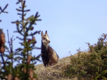 Rencontre avec un jeune chamois peu farouche.