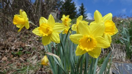 Jonquilles