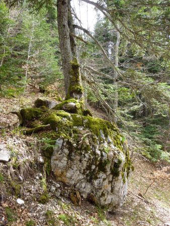 Curiosité de la nature !