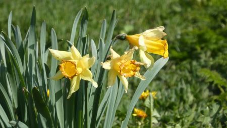 Jonquilles