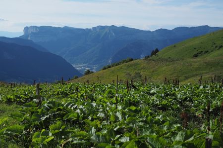 Le traditionnel champ de rumex des chalets d’alpage, et le massif du Parmelan au fond.