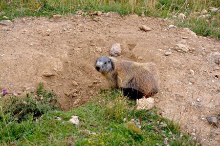 Marmotte