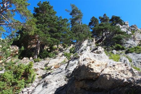 Passage dans la belle forêt. Un petit air de Corse.