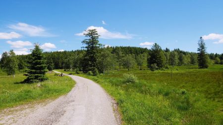 Replat sur la crête, entre le Rossbühl et le Sandkopf.