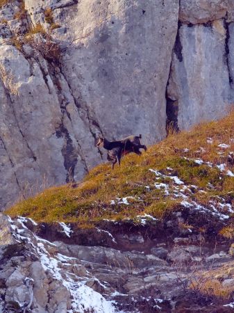 Chamois à tous les étages