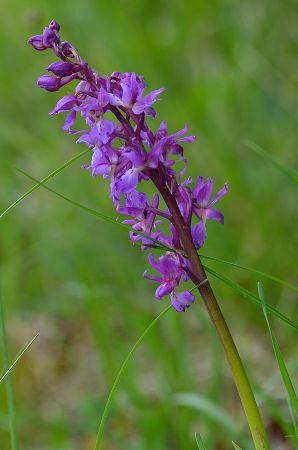 Orchis mascula