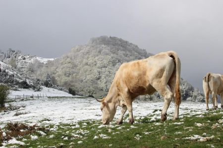 Vache devant le Ténaou