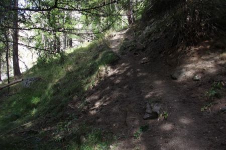 Dans la forêt, la sente est parfois bien visible