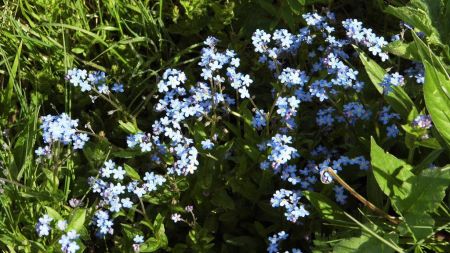 Myosotis