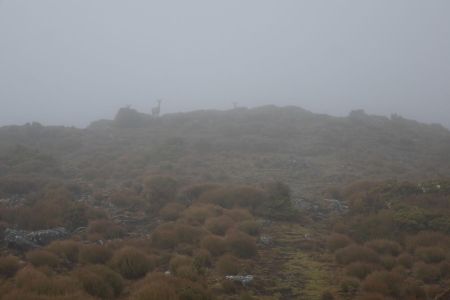 Silhouettes dans la brume