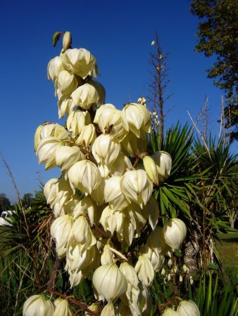 Fleurs d’agave.