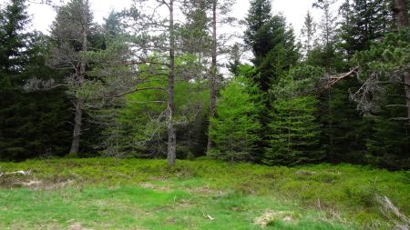 Dans la Forêt de Taillard.