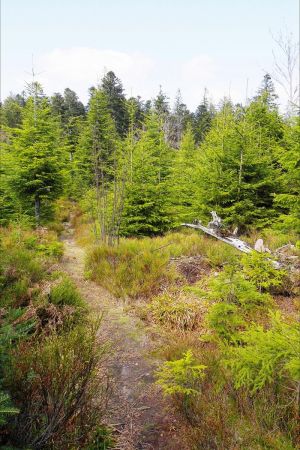 Sentier du Mittelweg.