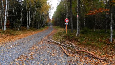 Large piste forestière au départ.