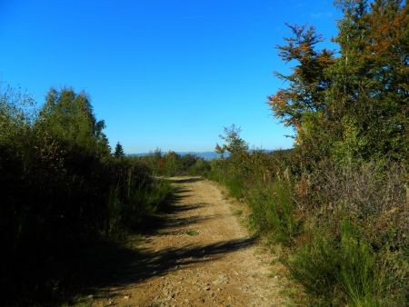 Retour dans les jeunes plantations, avec les Monts du Lyonnais au fond.