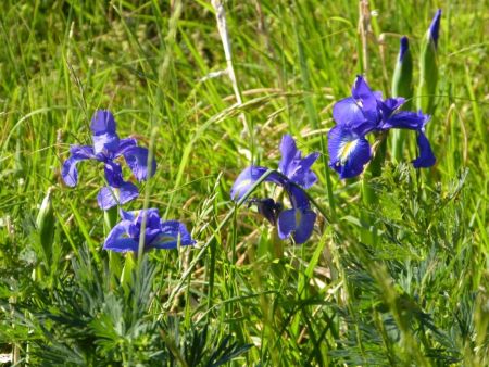 Iris des Pyrénées