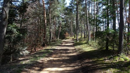 Replat dans la forêt.