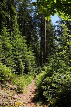 Sur le sentier du retour à Friedrichstal.