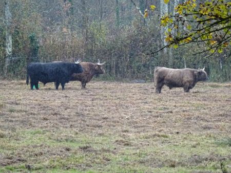 Vaches de race highland