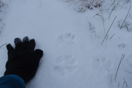 Les empreintes toutes fraiches des loups que nous venons de voir