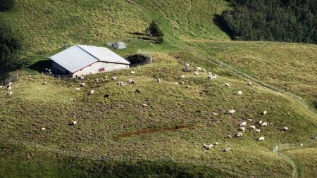 Troupeau de moutons au col de Niard.