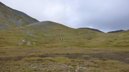 Dans l’alpage avec les ânes !!!