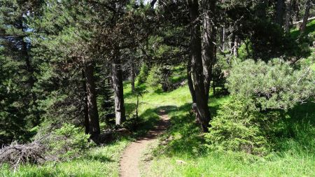 Dans la forêt du monolithe.