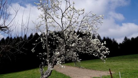 Cerisier en fleur au hameau en contrebas du carrefour du Pifoy.