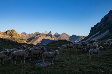 troupeau au petit matin