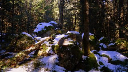 Dans la forêt.