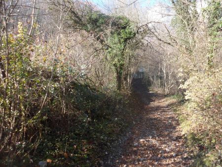 L’entrée en forêt