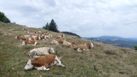 Vaches heureuses