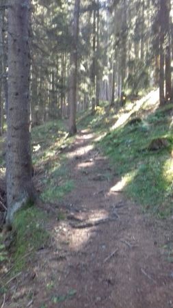 Le sentier en forêt