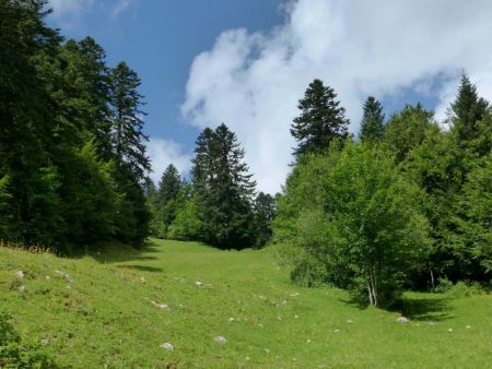 Piste bleue : ancolie