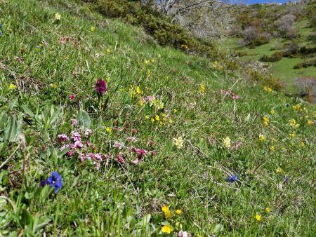 Tapisserie de printemps