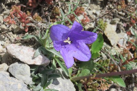 Campanule Alpestre