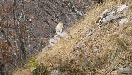 Là ! un cairn qui nous indique de quitter la crête sud-ouest pour s’enfoncer dans le bois.