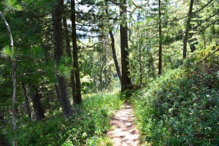 On replonge dans la forêt