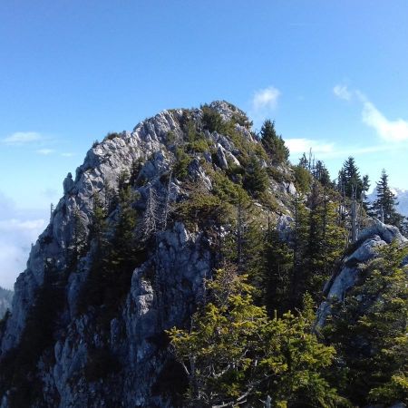 La végétation devient moins dense