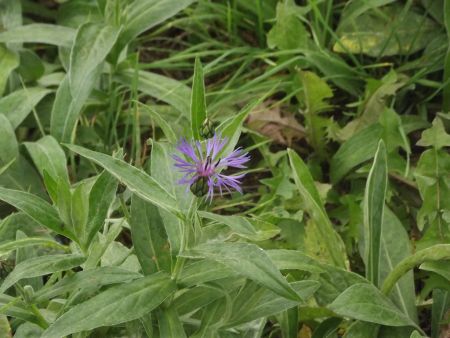 Il reste quelques bleuets en fleurs