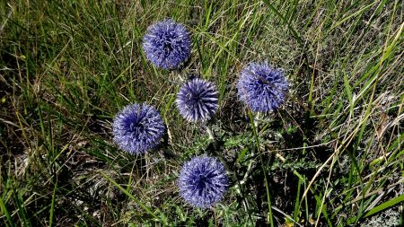 Echinops ritro.