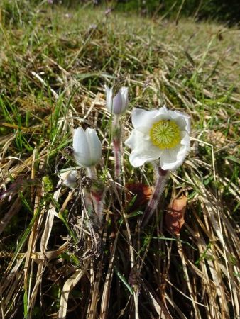 Anémone de printemps