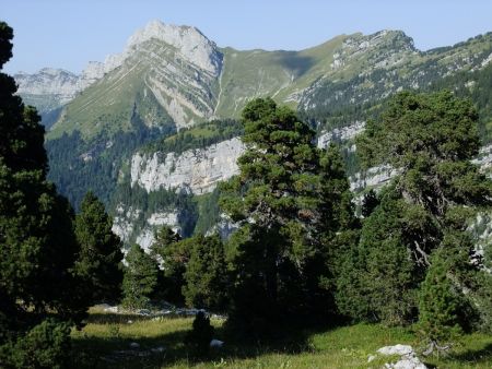 Le sangle débouche dans une forêt clairsemée...