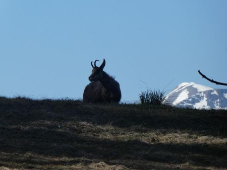 Chamois surpris au réveil