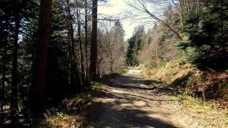 Sur la piste forestière.